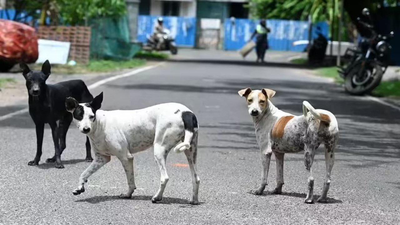 South Goa to Get First Animal X-Ray and Sonography Diagnostic Facility