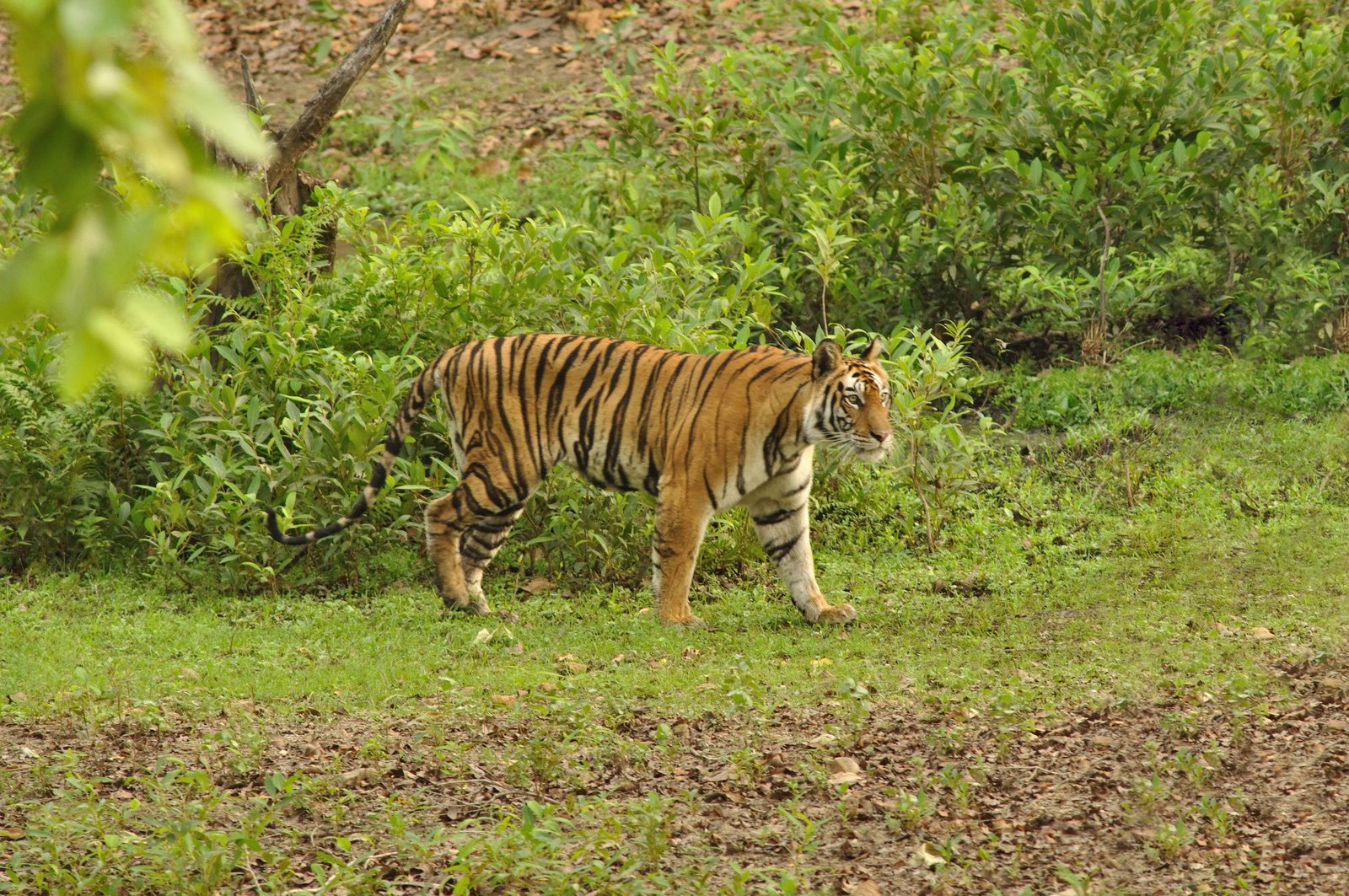 Panel Recommends Tiger Reserve in Goa Amid Government Objections