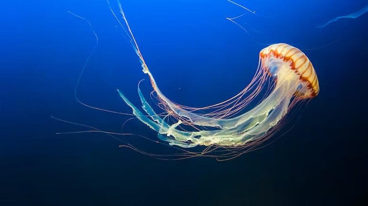 Goa Turns Marine Waste into Medical Innovation: Jellyfish Collagen Breakthrough by CSIR–NIO